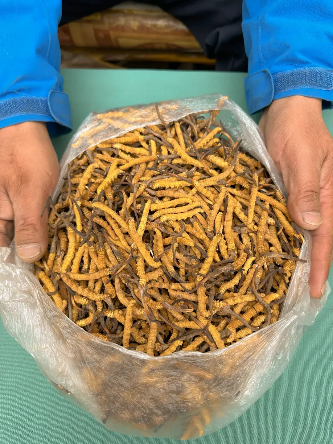 “虫草市场”暴雷!加了微信才知道,源头竟然这么便宜!