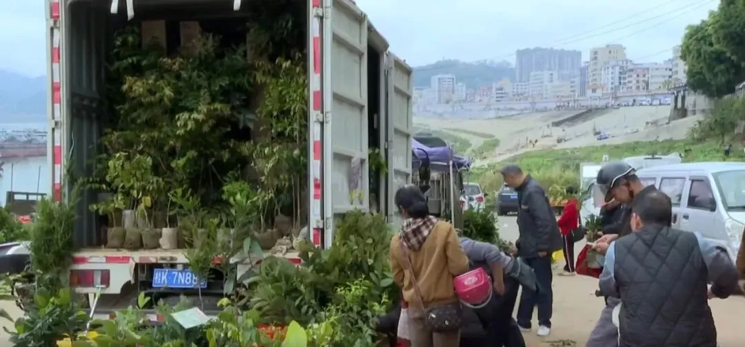 云浮:春日植绿正当时 苗木市场购销两旺
