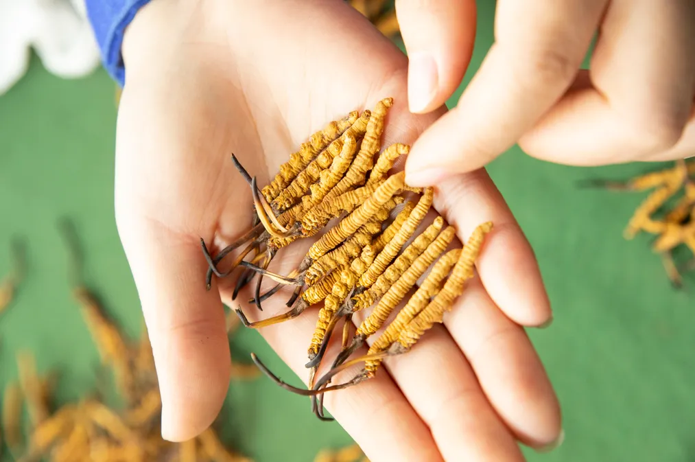 “虫草市场”暴雷!这位叫赠伊的藏族姑娘,在全国火了!