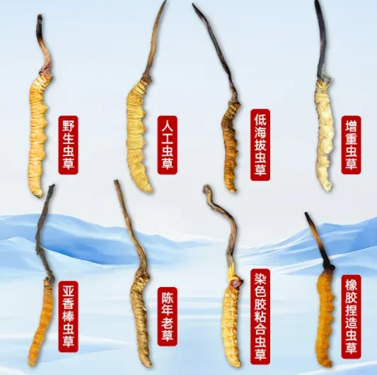 “虫草市场”暴雷!这位叫赠伊的藏族姑娘,在全国火了!