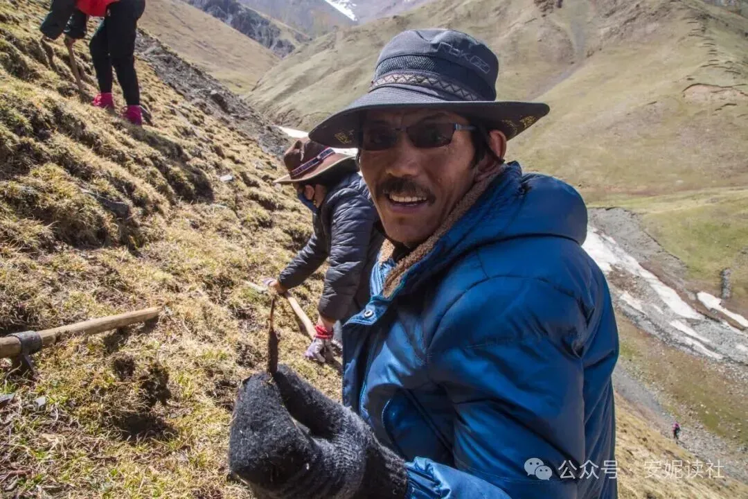 “虫草市场”暴雷!这位叫赠伊的藏族姑娘,在全国火了!