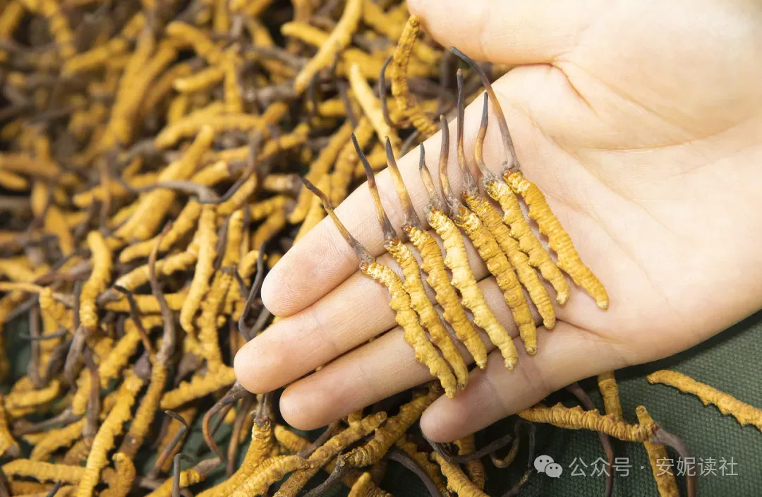 “虫草市场”暴雷!这位叫赠伊的藏族姑娘,在全国火了!