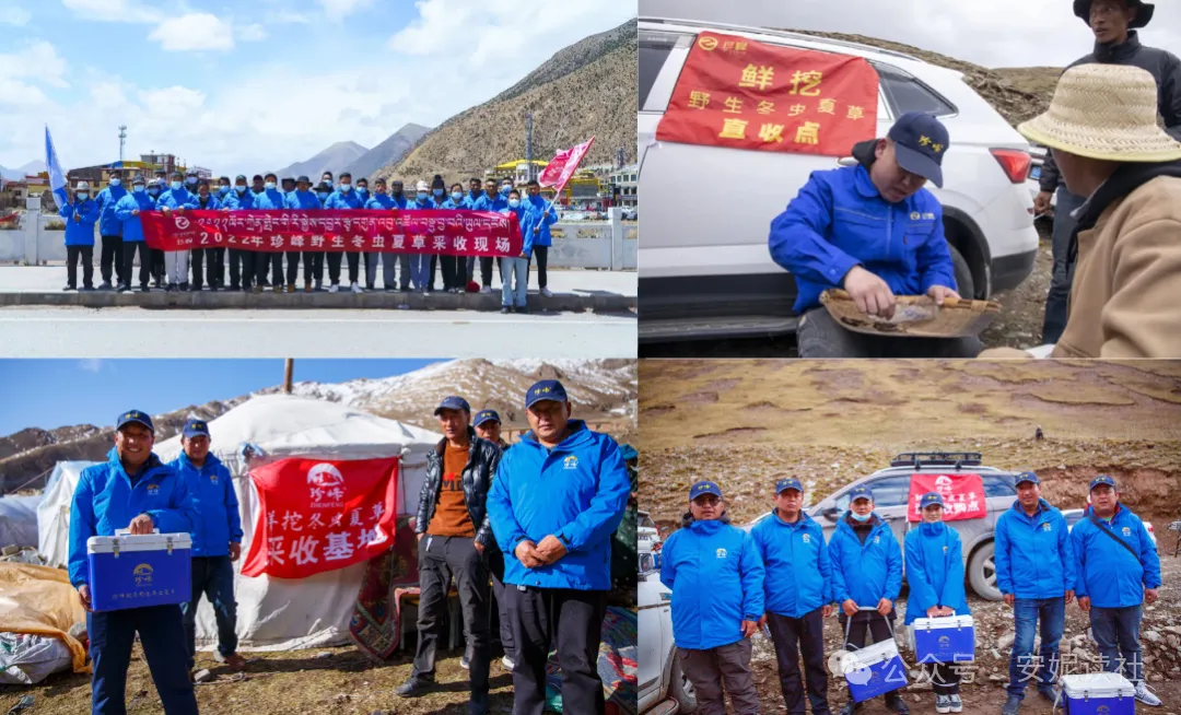 “虫草市场”暴雷!这位叫赠伊的藏族姑娘,在全国火了!