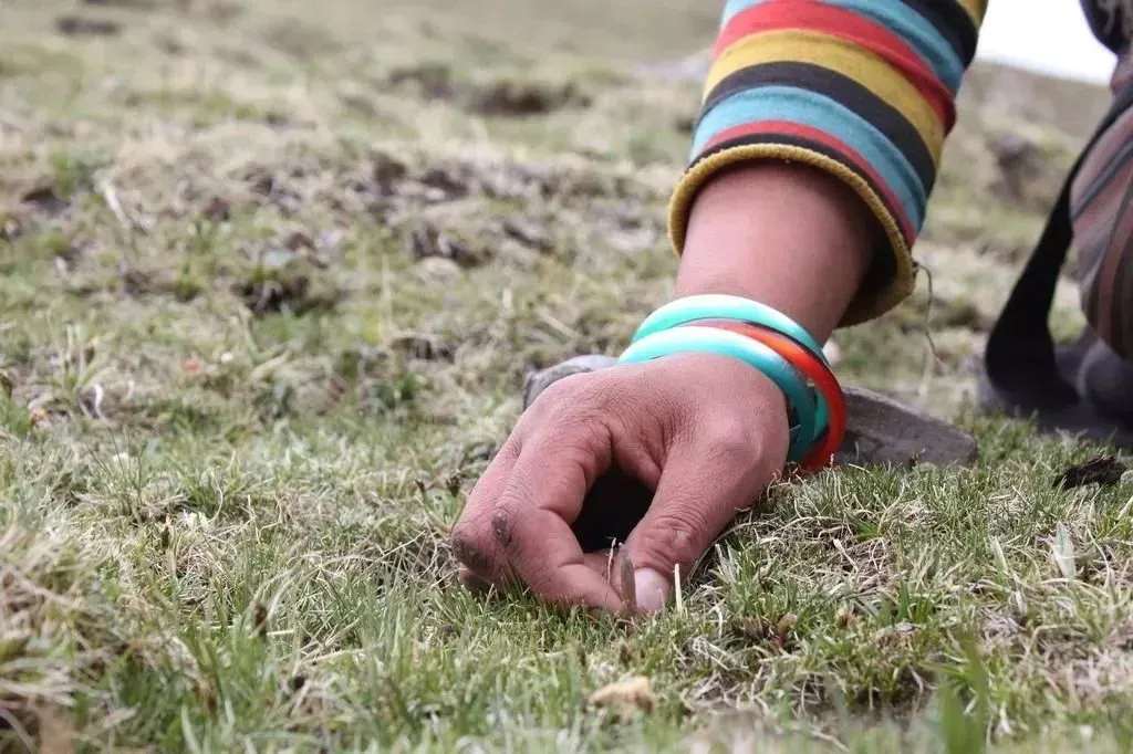 “虫草市场”暴雷!这位叫赠伊的藏族姑娘,在全国火了!