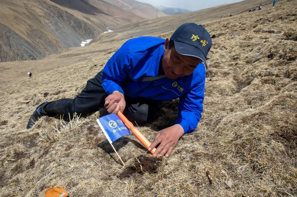 “虫草市场”暴雷!这位叫赠伊的藏族姑娘,在全国火了!