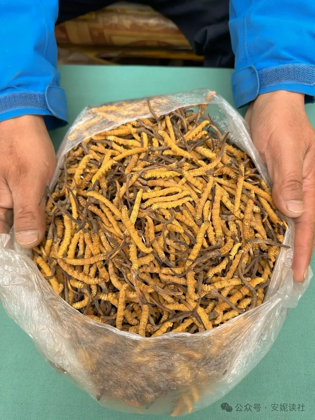 “虫草市场”暴雷!这位叫赠伊的藏族姑娘,在全国火了!