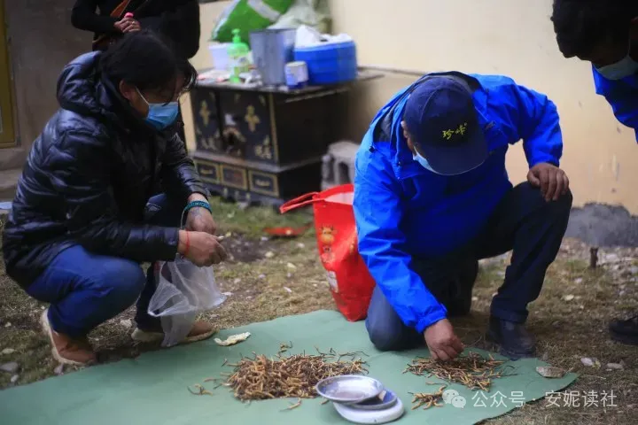 “虫草市场”暴雷!这位叫赠伊的藏族姑娘,在全国火了!