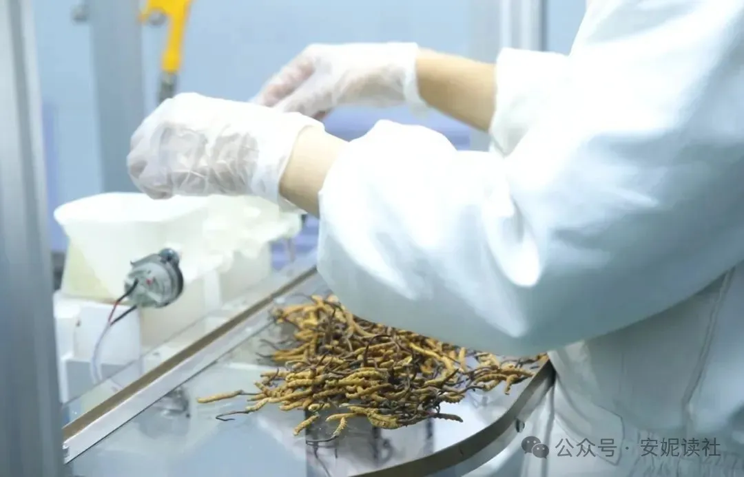 “虫草市场”暴雷!这位叫赠伊的藏族姑娘,在全国火了!