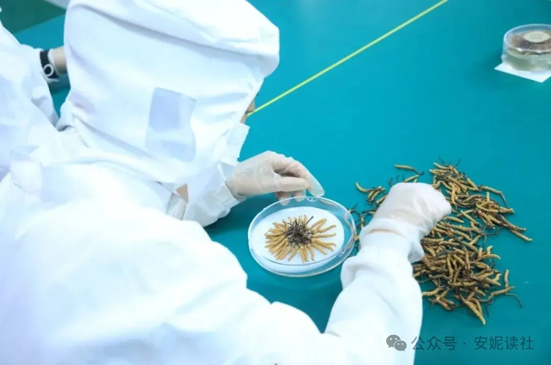 “虫草市场”暴雷!这位叫赠伊的藏族姑娘,在全国火了!