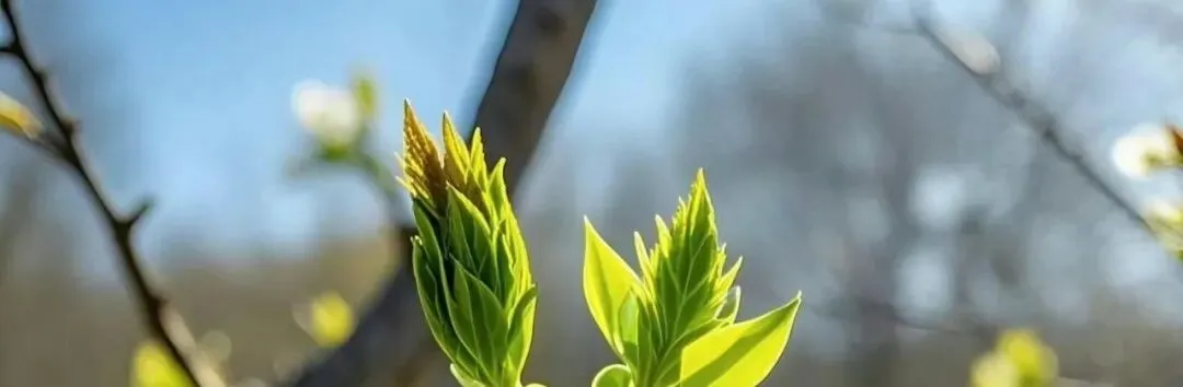 个人IP三部曲:人设、破圈与获客,构建你的影响力三角形