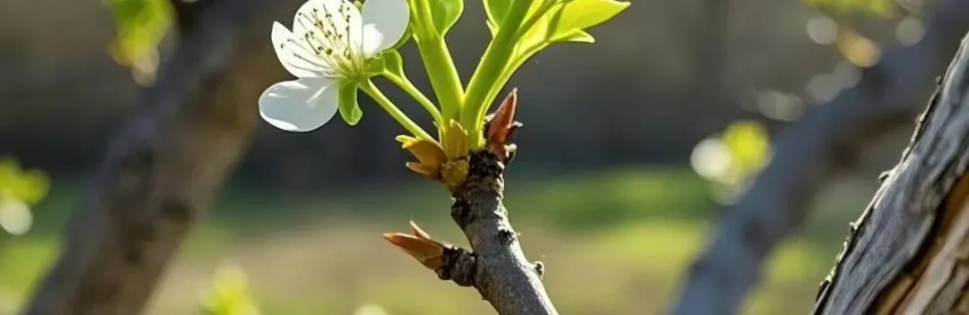 个人IP三部曲:人设、破圈与获客,构建你的影响力三角形