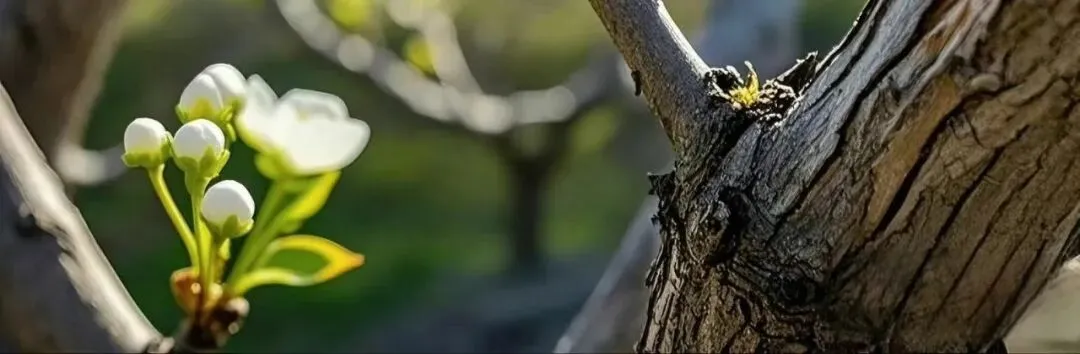 个人IP三部曲:人设、破圈与获客,构建你的影响力三角形