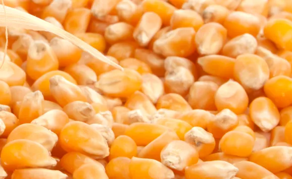 【BOYAR监测】生猪市场每日简评【3.17】