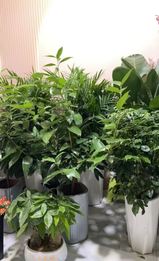 铜仁花鸟市场花之约花艺门面信息