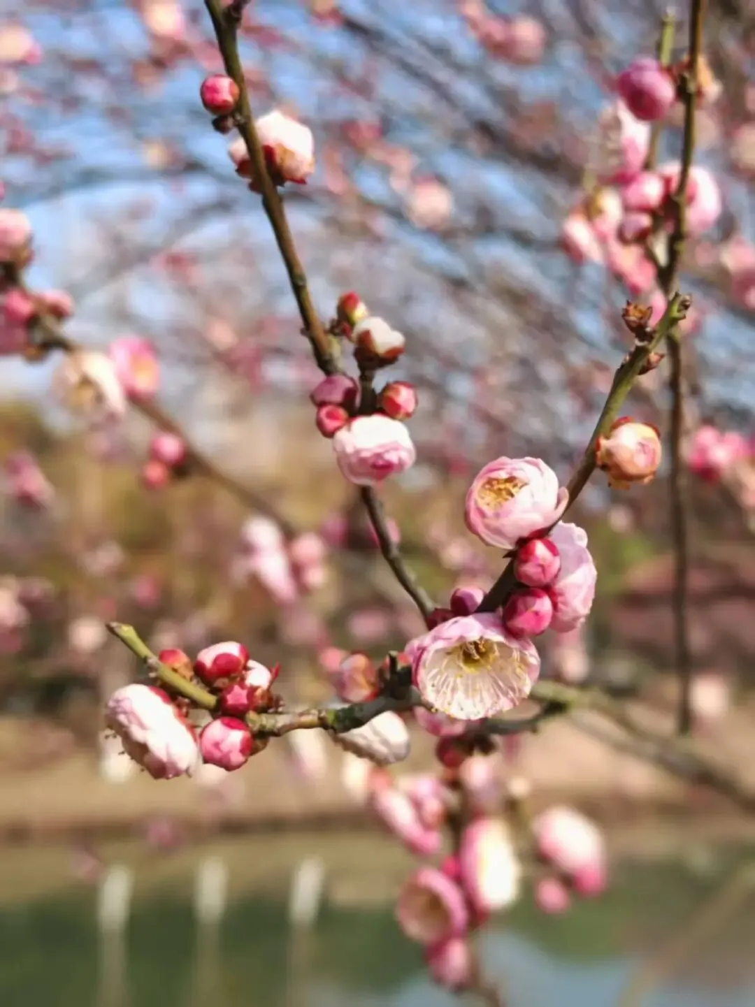 39操纵证券市场犯罪违法所得的司法认定——李某某、邱某某操纵证券、非法经营案