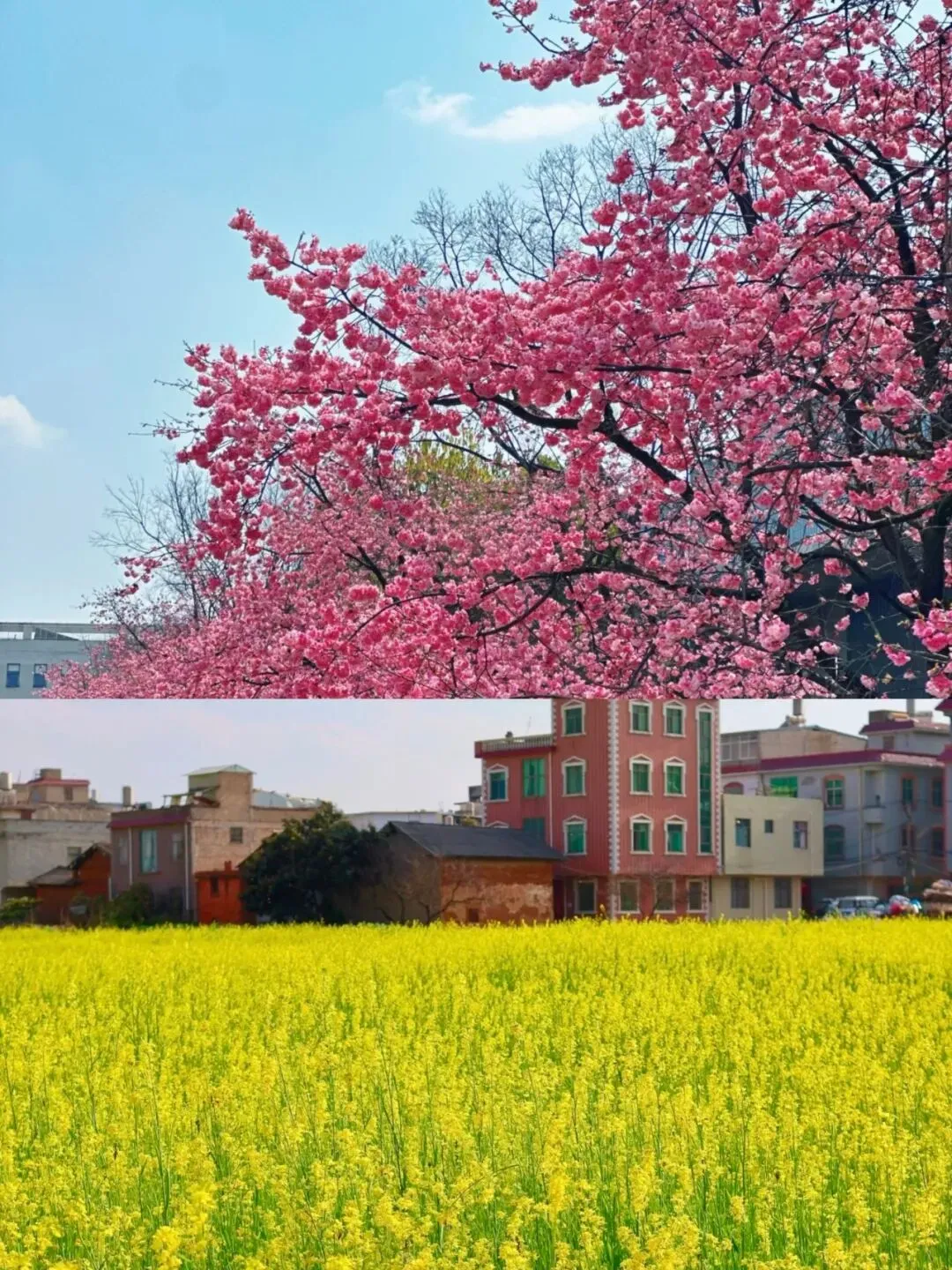 “赏百花、食好花、购名花”昆明市市场监督管理局春季旅游消费提示
