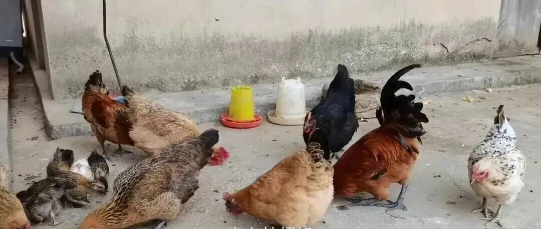 一只鸡2个鸡爪,为什么市场鸡爪供不应求?30年养殖大户说出实情