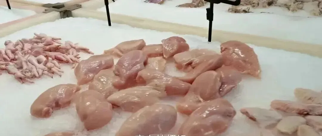 一只鸡2个鸡爪,为什么市场鸡爪供不应求?30年养殖大户说出实情