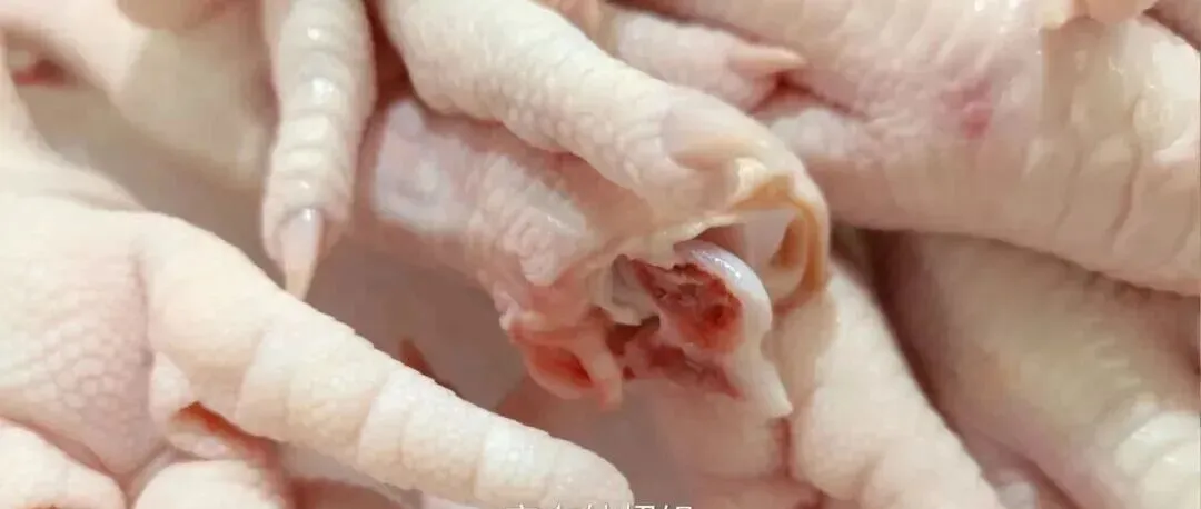 一只鸡2个鸡爪,为什么市场鸡爪供不应求?30年养殖大户说出实情