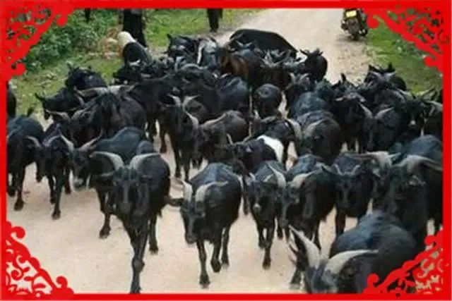 农村这4种家畜养殖,至今是市场上最赚钱的项目,选择养殖一定不错