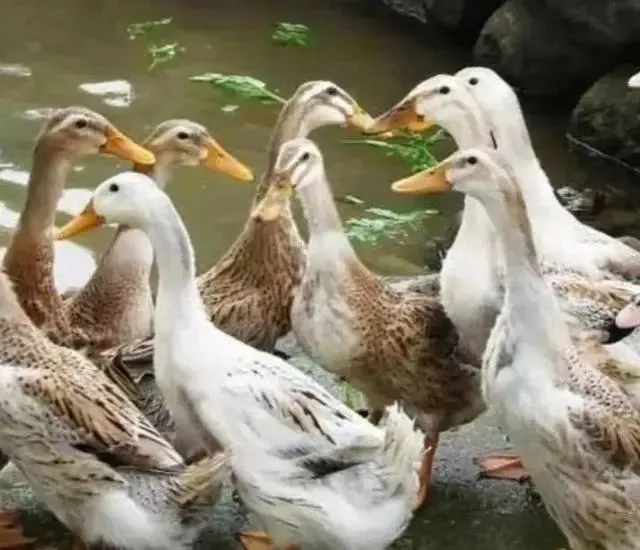 农村这4种家畜养殖,至今是市场上最赚钱的项目,选择养殖一定不错