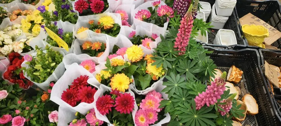 上海丨灵石路岚灵花鸟市场关门倒计时:24天