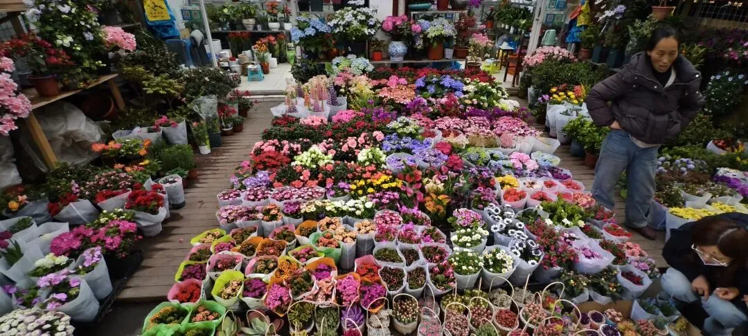 上海丨灵石路岚灵花鸟市场关门倒计时:24天