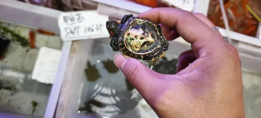 上海丨灵石路岚灵花鸟市场关门倒计时:24天