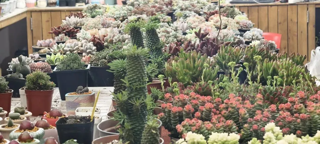 上海丨灵石路岚灵花鸟市场关门倒计时:24天