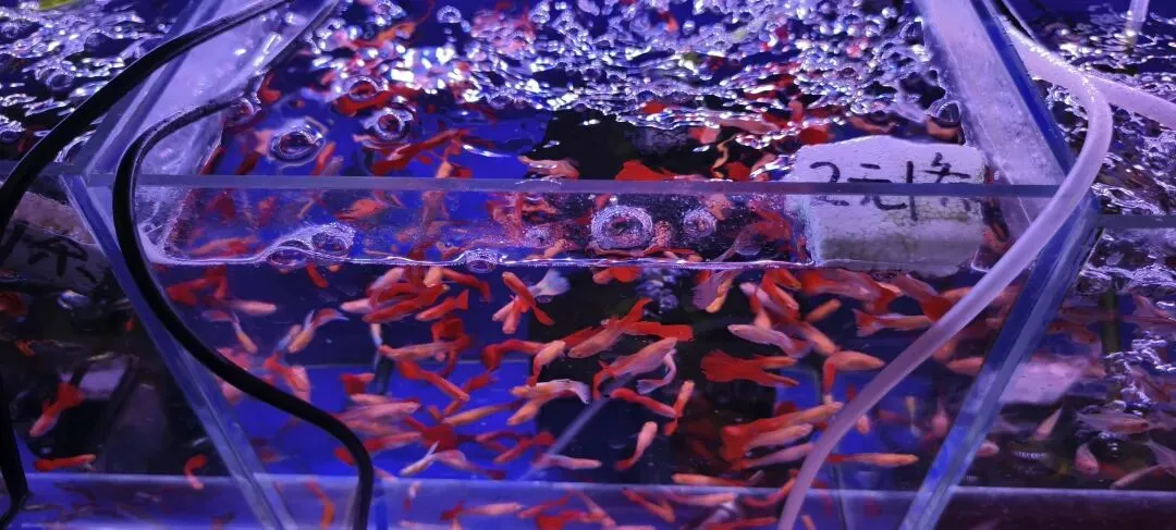 上海丨灵石路岚灵花鸟市场关门倒计时:24天