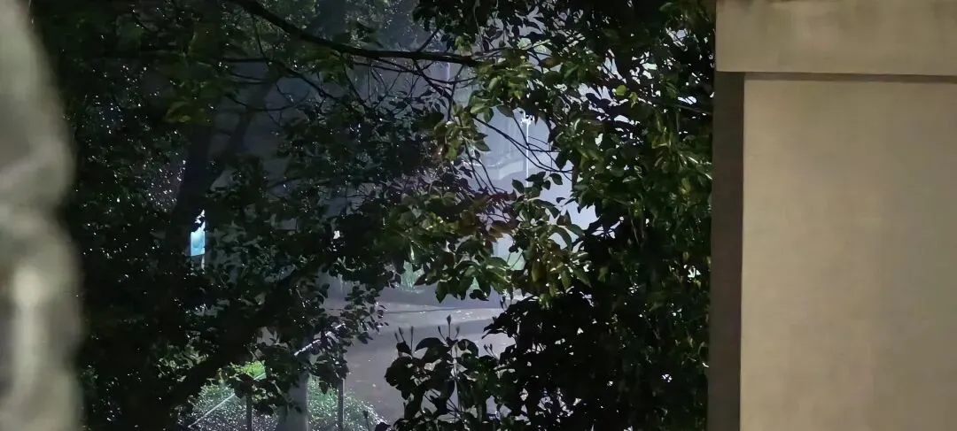 上海丨灵石路岚灵花鸟市场关门倒计时:24天