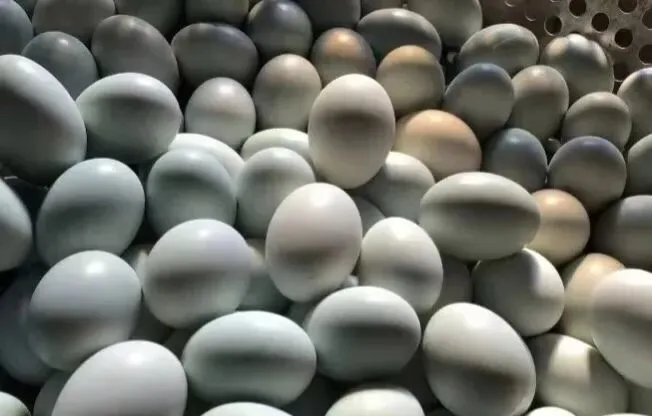 鸭蛋市场回温,作为养殖户应该如何把关养殖计划?