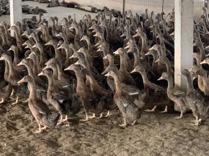 鸭蛋市场回温,作为养殖户应该如何把关养殖计划?