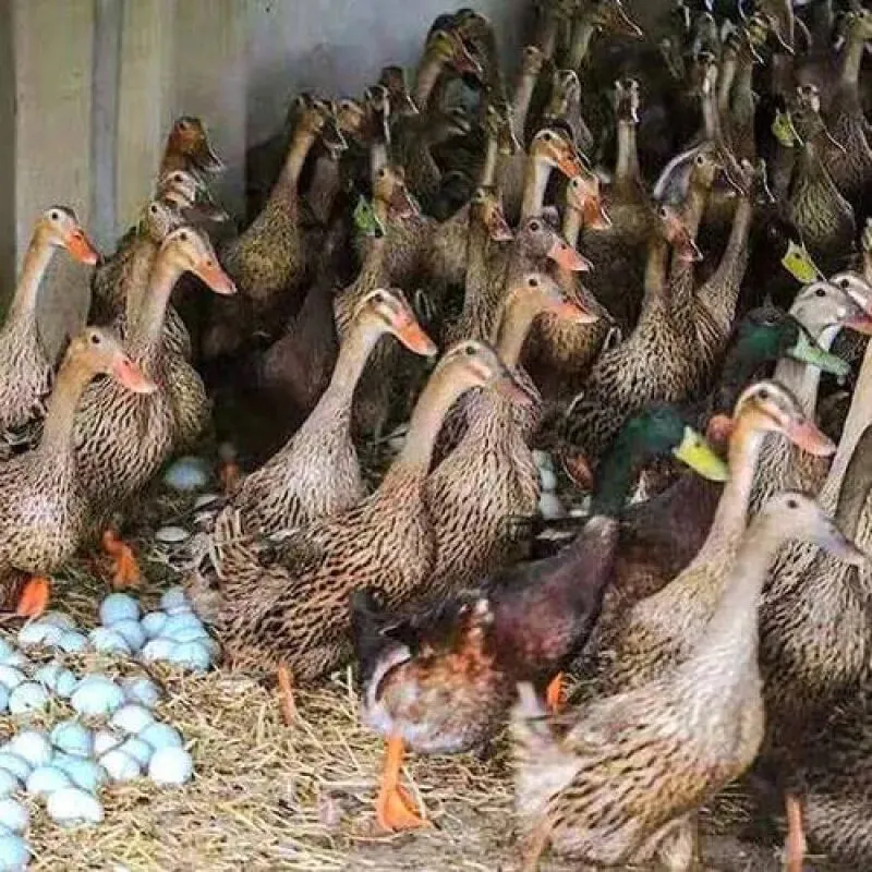 鸭蛋市场回温,作为养殖户应该如何把关养殖计划?