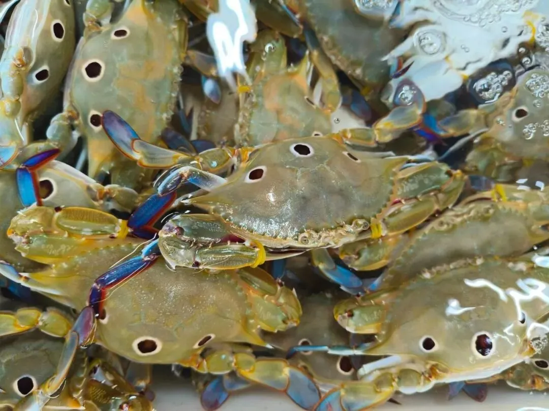 寻味珠海斗门白藤头水产批发市场:冰鲜鲨鱼肠,藏在市场深处的海洋“脆”宝!冰鲜鲨鱼肠>南海鲜味密码与一站式采购指南!