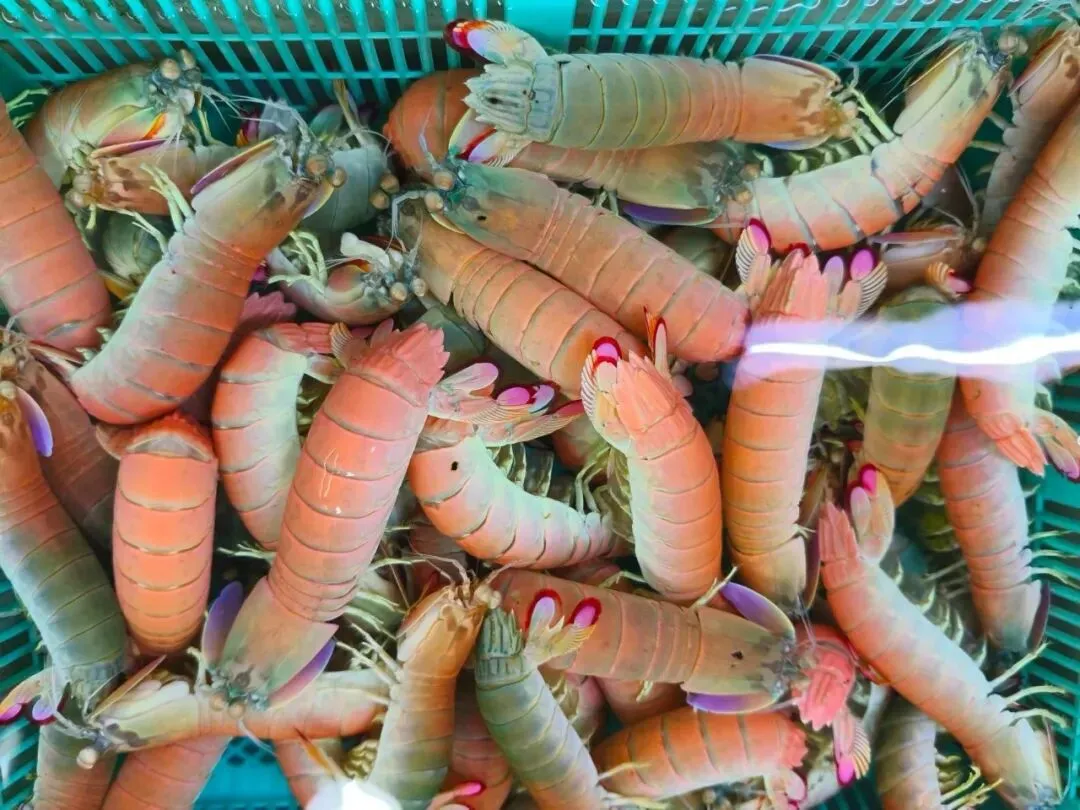 寻味珠海斗门白藤头水产批发市场:冰鲜鲨鱼肠,藏在市场深处的海洋“脆”宝!冰鲜鲨鱼肠>南海鲜味密码与一站式采购指南!