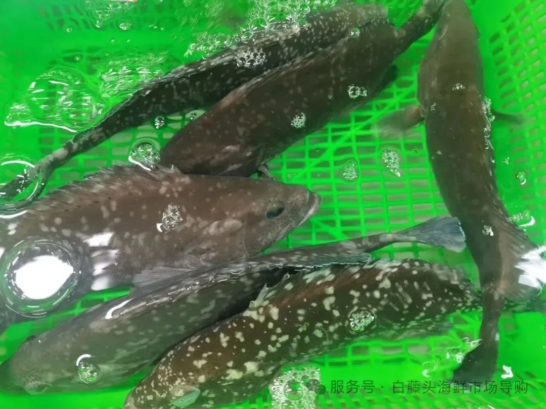 寻味珠海斗门白藤头水产批发市场:冰鲜鲨鱼肠,藏在市场深处的海洋“脆”宝!冰鲜鲨鱼肠>南海鲜味密码与一站式采购指南!