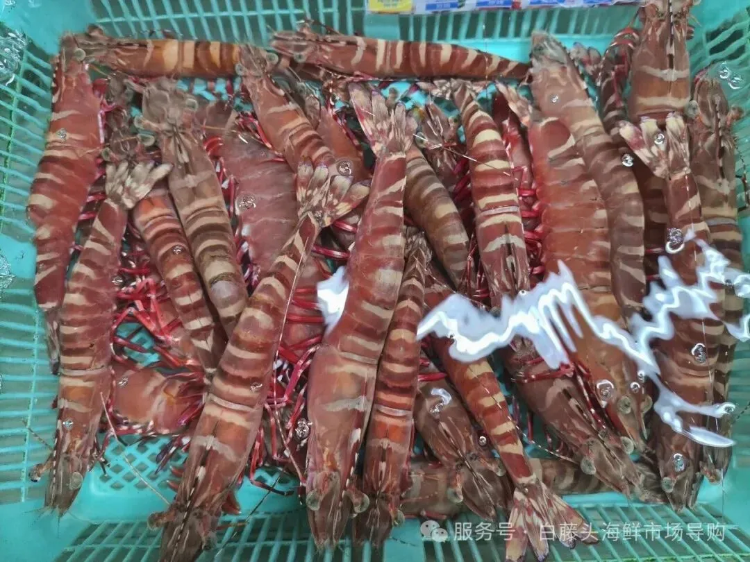 寻味珠海斗门白藤头水产批发市场:冰鲜鲨鱼肠,藏在市场深处的海洋“脆”宝!冰鲜鲨鱼肠>南海鲜味密码与一站式采购指南!