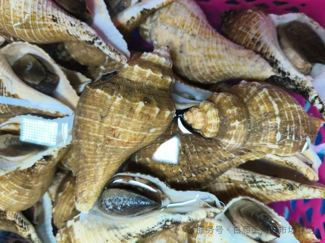 寻味珠海斗门白藤头水产批发市场:冰鲜鲨鱼肠,藏在市场深处的海洋“脆”宝!冰鲜鲨鱼肠>南海鲜味密码与一站式采购指南!