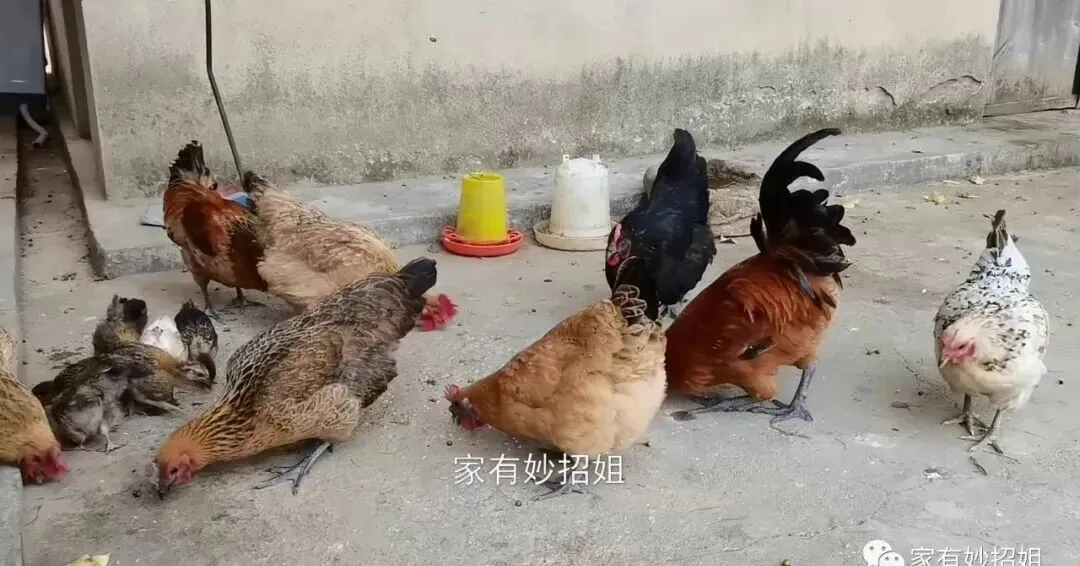 一只鸡才2个爪,市场上的鸡爪为什么能供应不断?养殖大户说出实情