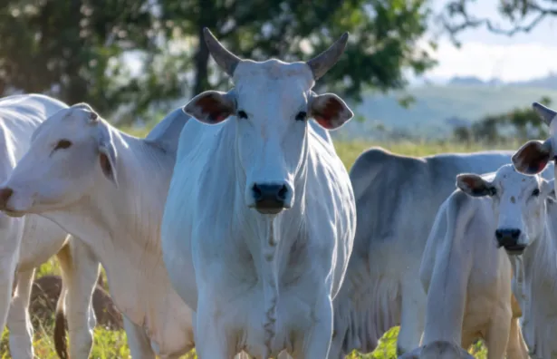【巴西牛业】巴西肥牛市场前瞻:3月下旬价格企稳,屠宰放缓+饲料降本引爆新策略