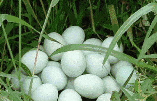 三农农产品批发市场每日生鲜价格指数公布(3月18日)