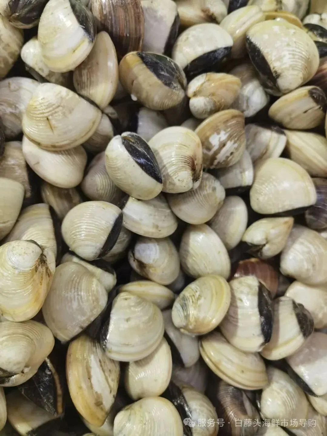 珠海白藤头水产批发市场白贝全攻略:从顶流市场采购到餐桌美味,揭秘鲜味密码、采购秘籍与神仙吃法,每口都是大海馈赠