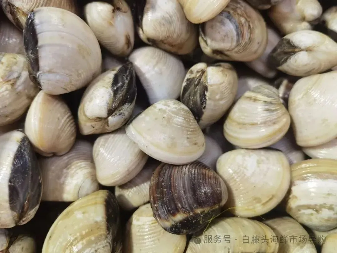 珠海白藤头水产批发市场白贝全攻略:从顶流市场采购到餐桌美味,揭秘鲜味密码、采购秘籍与神仙吃法,每口都是大海馈赠