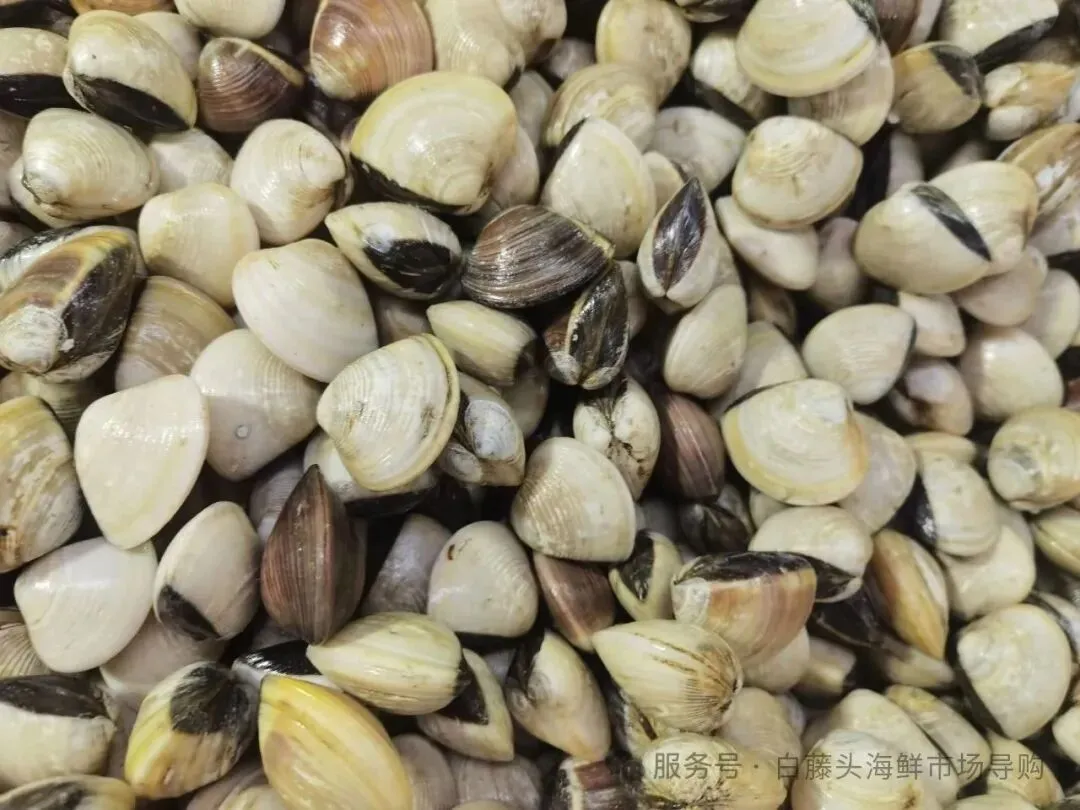 珠海白藤头水产批发市场白贝全攻略:从顶流市场采购到餐桌美味,揭秘鲜味密码、采购秘籍与神仙吃法,每口都是大海馈赠