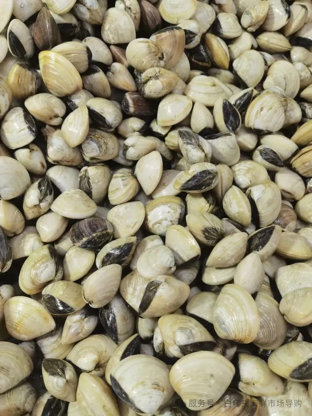 珠海白藤头水产批发市场白贝全攻略:从顶流市场采购到餐桌美味,揭秘鲜味密码、采购秘籍与神仙吃法,每口都是大海馈赠