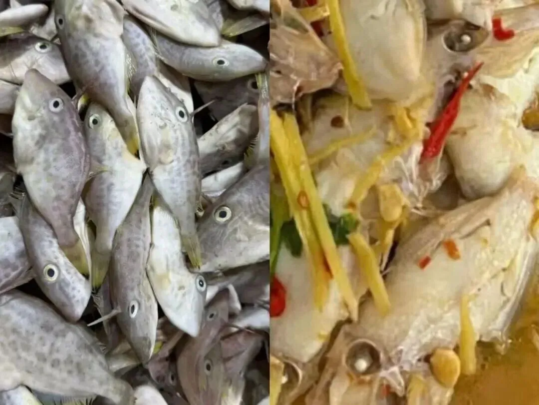 市场上这5种鱼,目前无法人工养殖,都是野生鱼,价格便宜营养高