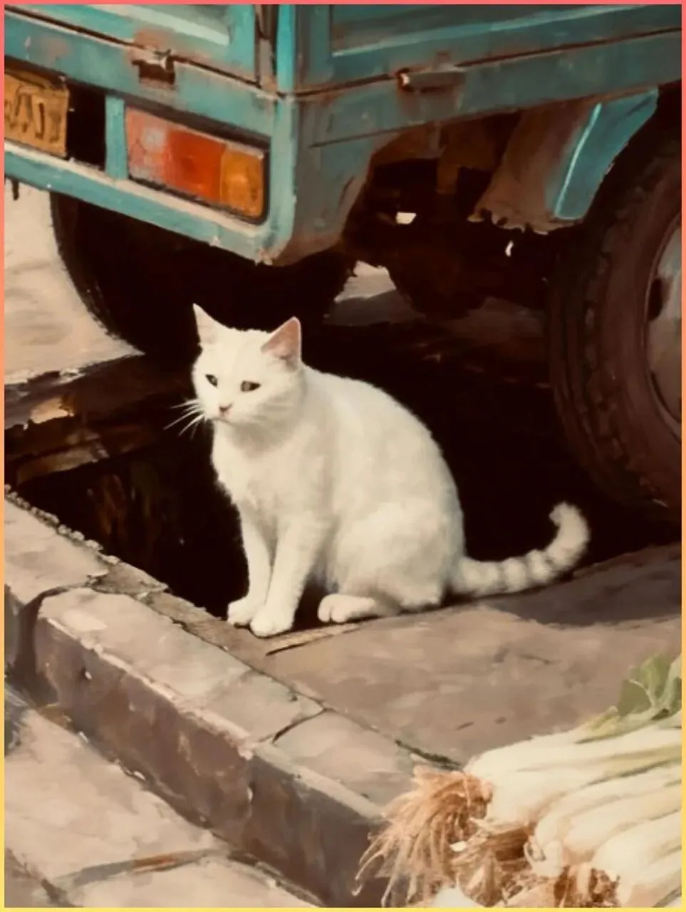 浏河市场那个拐角,我经过了三个月,才终于看见那只白猫.