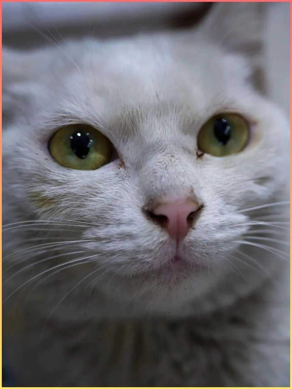 浏河市场那个拐角,我经过了三个月,才终于看见那只白猫.