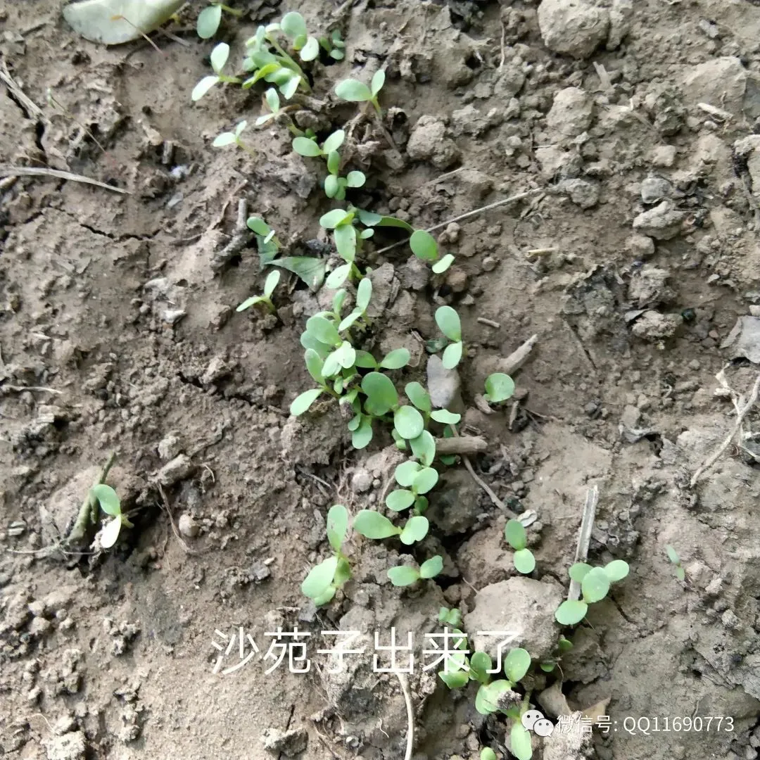 沙苑子市场怎么样 种植简单 种一次可连续收几年